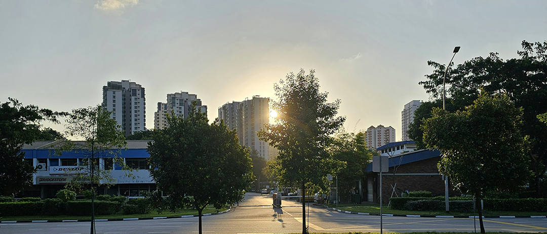 Sunlight shining through trees on a quiet city street in the evening