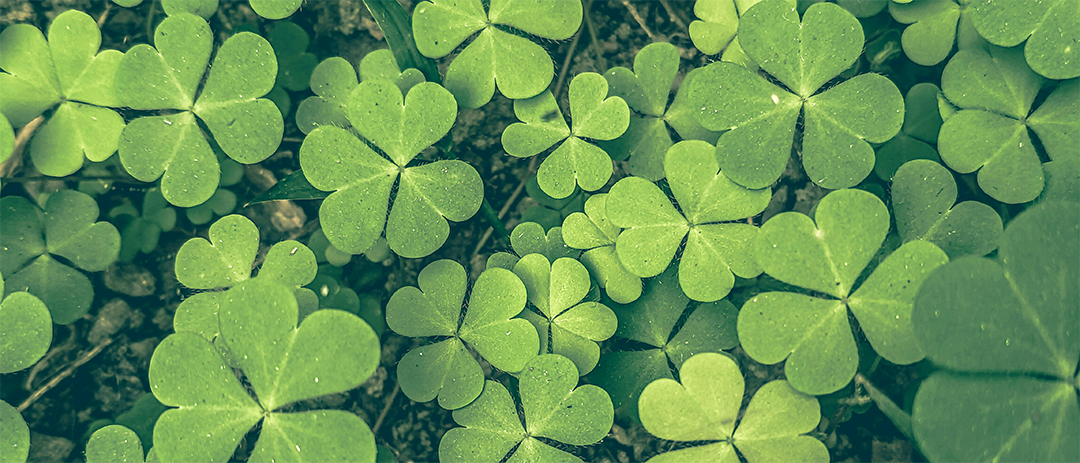 A close-up view of green three-leaf clovers growing together