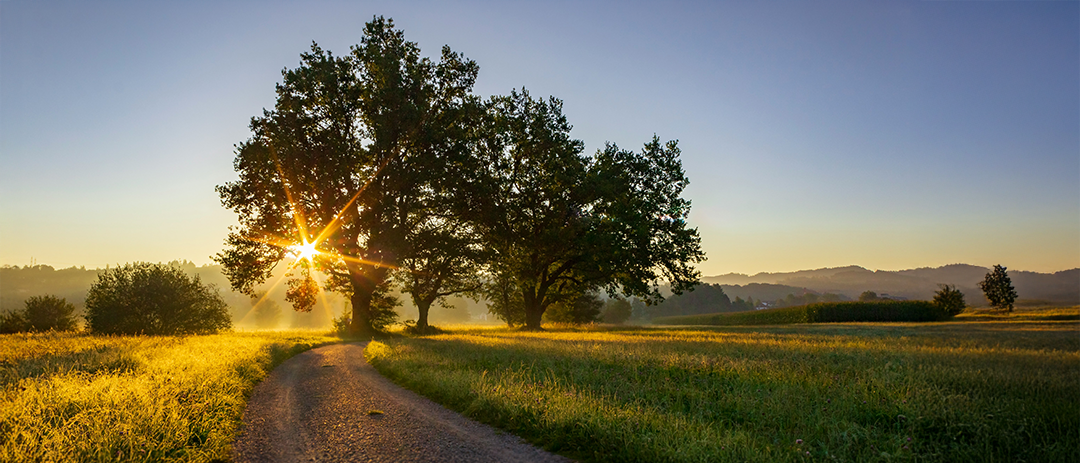Forest path symbolizing life&rsquo;s journey
