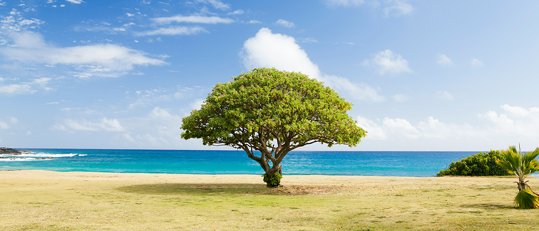 A solitary tree standing before the sea, symbolizing personal life choices